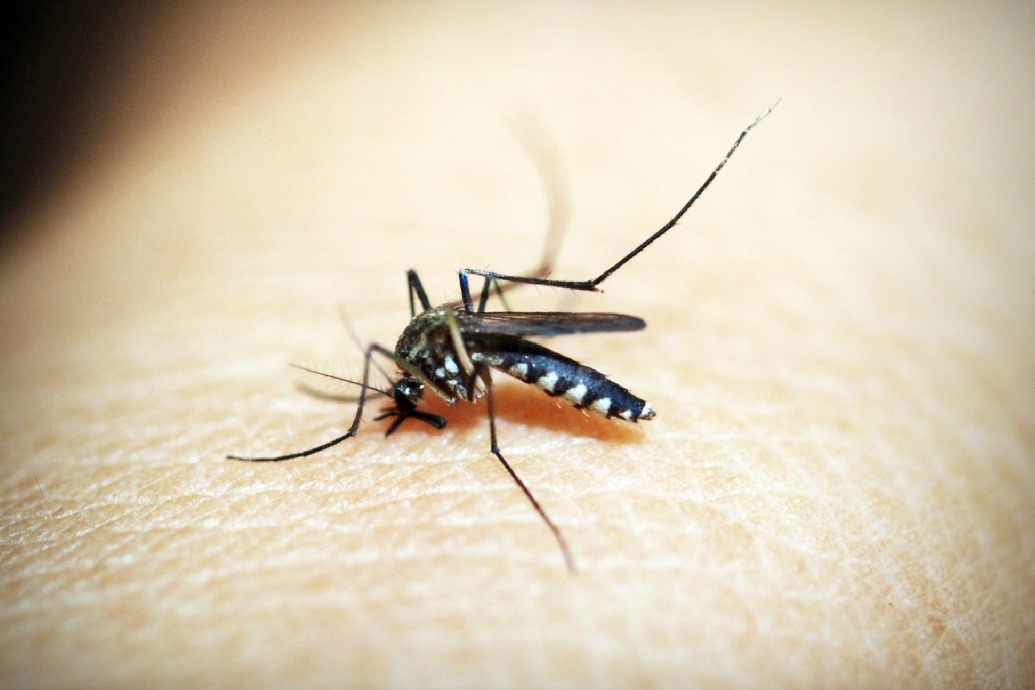 World Mosquito Day 2021: Everything you need to know about mosquito-borne diseases and its impacts