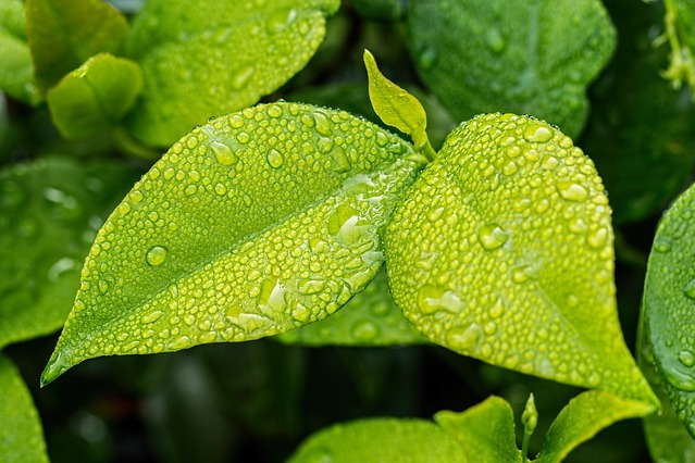 It rains when farmers sing Tejaji songs in Raj; Cambridge to pursue research