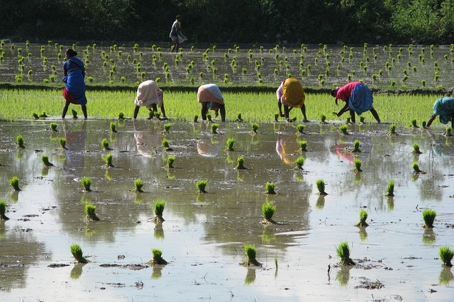 33.40 lakh Ha increase in kharif sowing area over normal