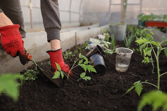 Interest in gardening surges among Australians amid lockdown