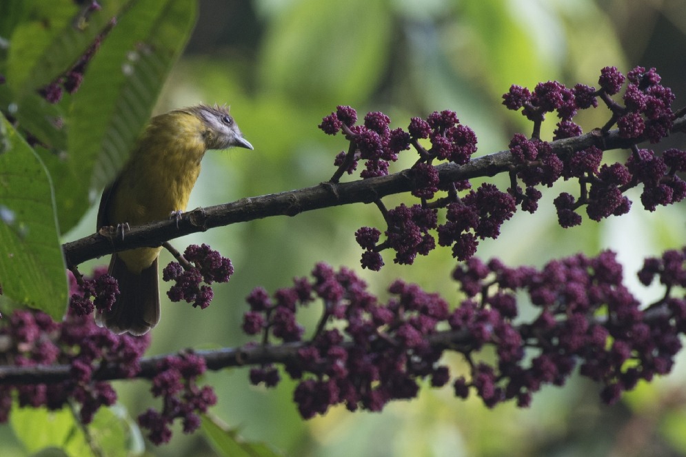 Australia identified as 'transmission hotspot' for deadly avian malaria