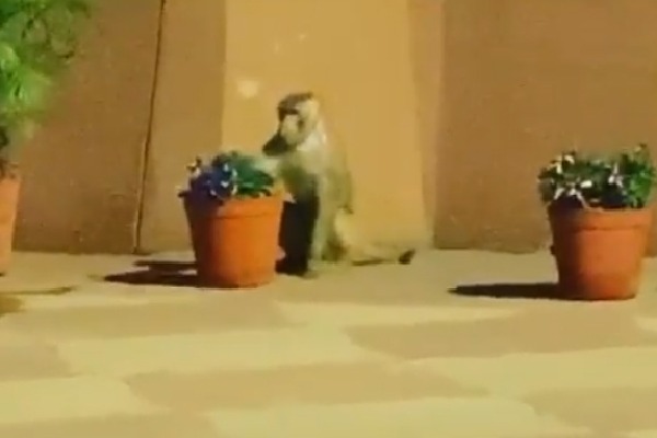 UP BJP leader's wife jumps off terrace to escape monkey attack, dies