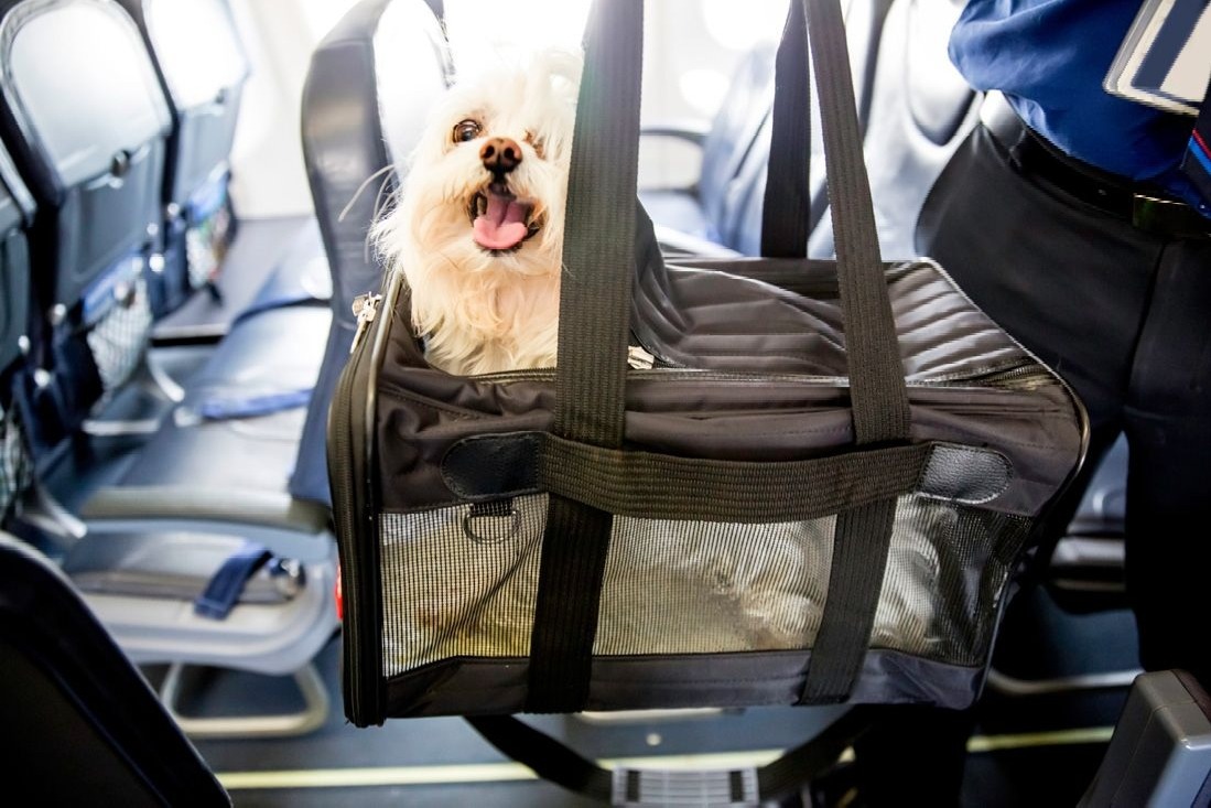 Furry Companion: Man books Air India business class cabin for pet dog