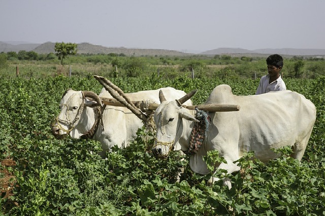 Telangana farmers to get personalised crop insurance products