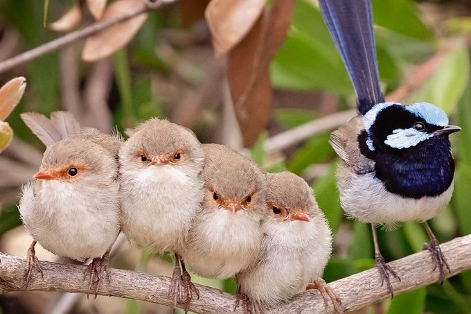 Australia names Bird of the Year