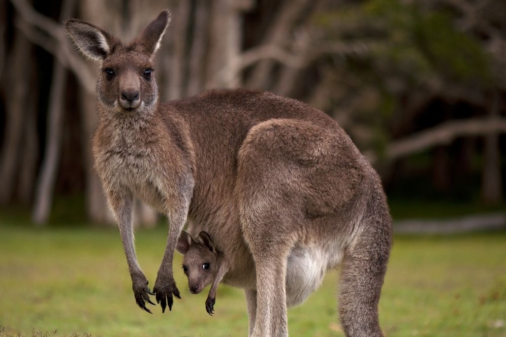 Hyderabad Zoo to get two pairs of Eastern Grey Kangaroos from Japan