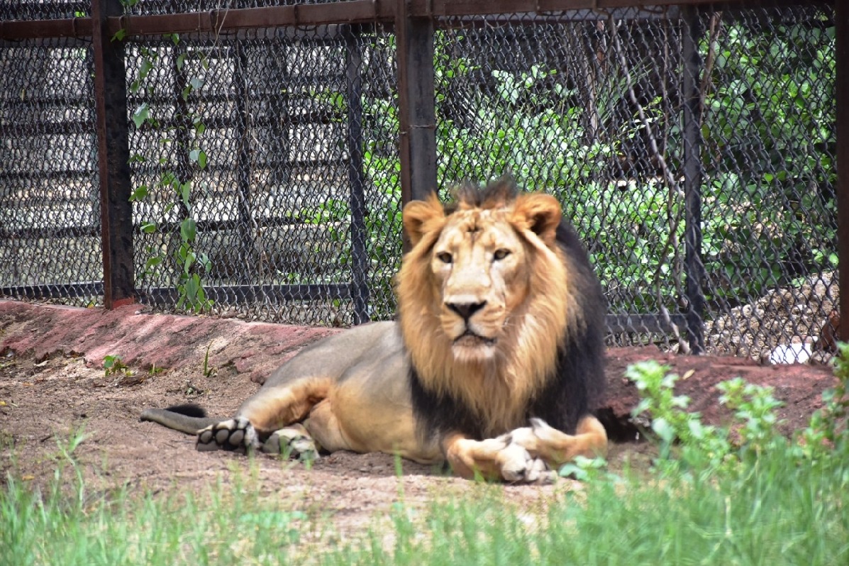 Upasana adopts pair of Asiatic lions at Hyderabad Zoo