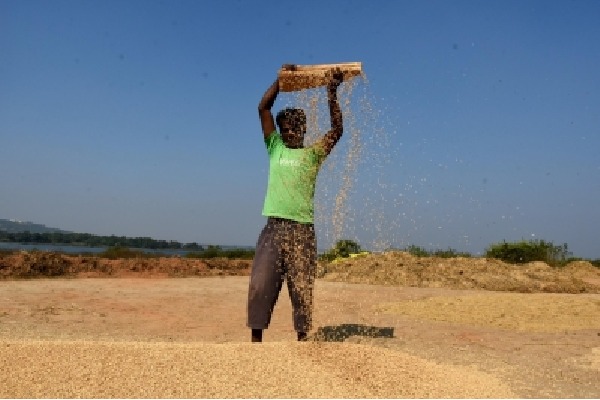 TRS to boycott Parliament session on issue of paddy procurement