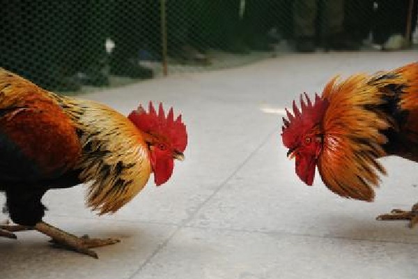 Enforce cockfighting ban, Centre tells Andhra as PETA cries foul