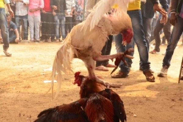 Crores change hands as cockfights held in Andhra despite ban, pandemic