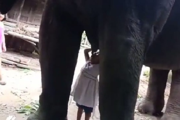 Toddler girl drinks milk from elephant in Assam, video goes viral