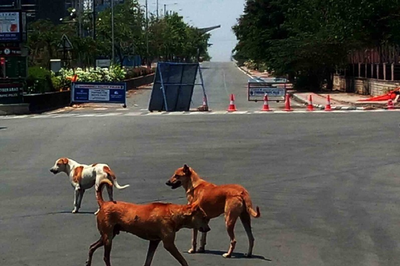 K'taka police book youth who ran his car on street dog