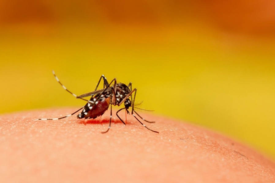 Want to escape mosquito bites? Wear right colour