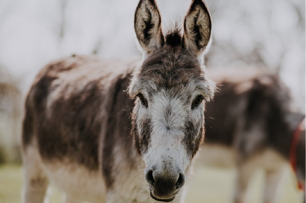 Telangana Congress leader arrested for stealing donkey