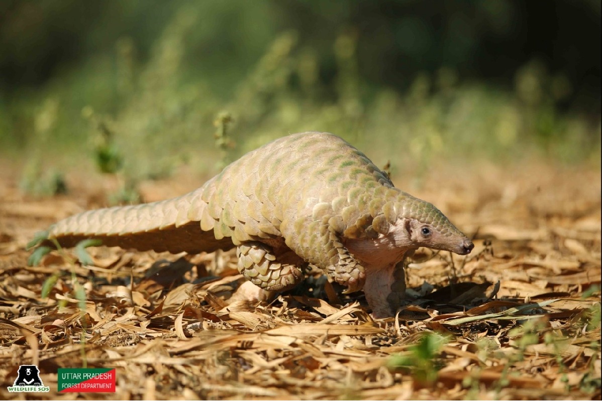 World Pangolin Day: India tops seizure incidents' list