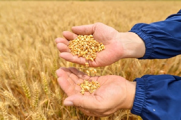 Ukraine effect: Domestic wheat, sunflower oil prices set to rise