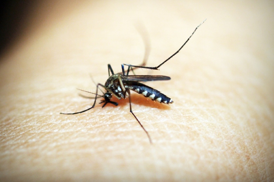 Some arthritis may be caused by mosquito-borne viruses