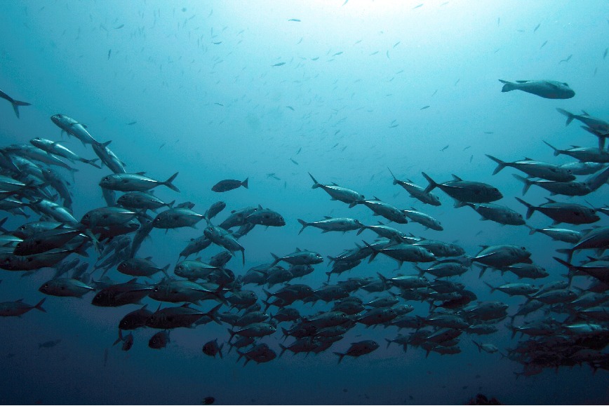 Tropical fish moving south as oceans heat up, shows Aussie research