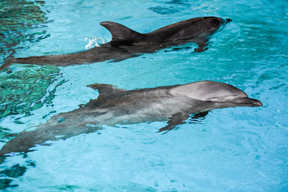 Oct 5 to be celebrated as 'National Dolphin Day' every year