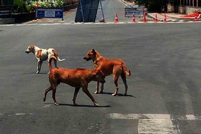 Over 100 stray dogs poisoned in Telangana village