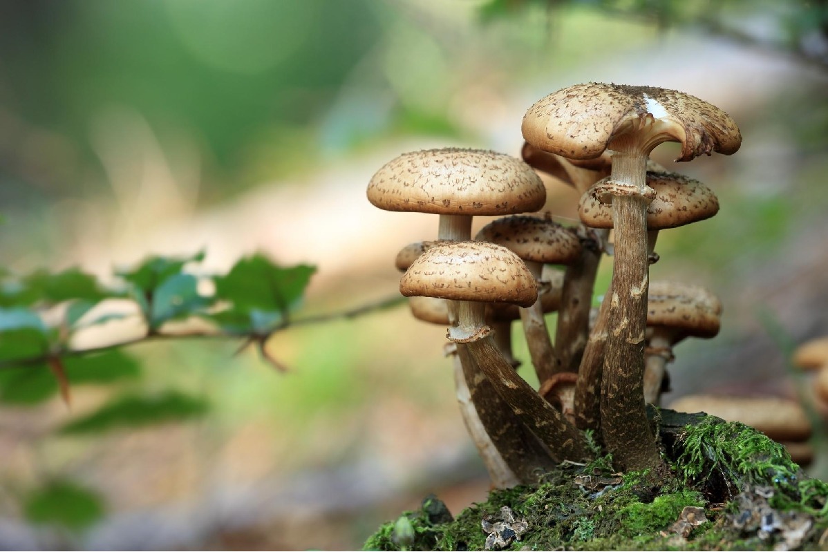 Eating more mushrooms may be good for your gut health