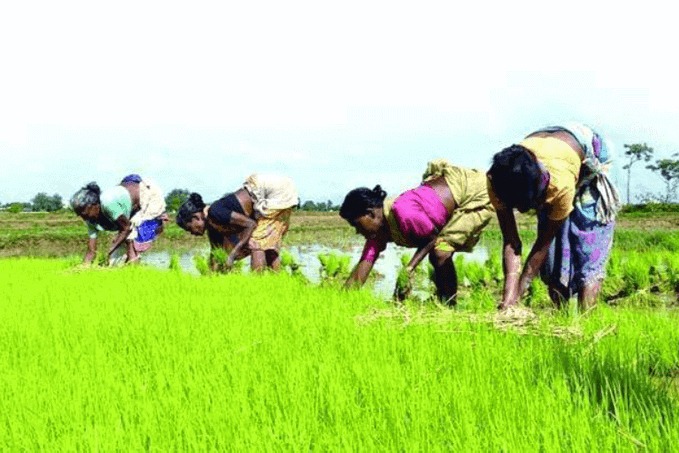 IMD forecasts normal rainfall during this monsoon season 