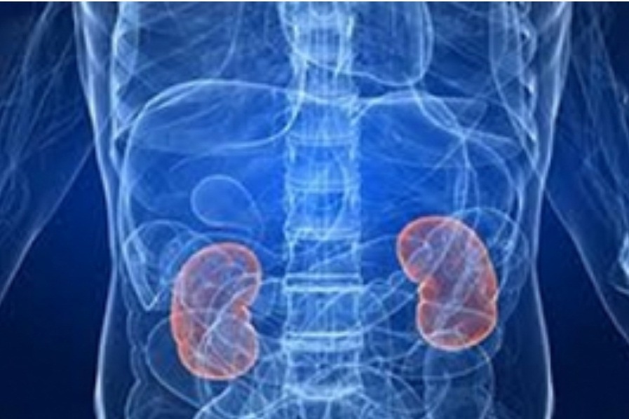 How Covid directly infects, causes damage to human kidney cells