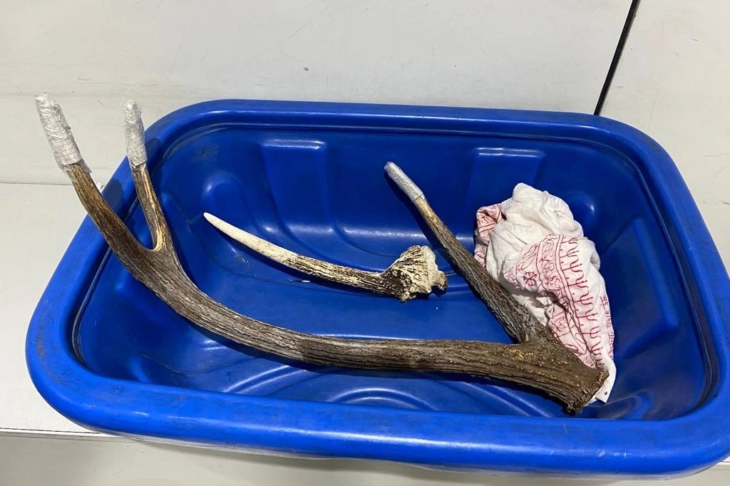 Russian man held with Sambar antlers at IGI airport