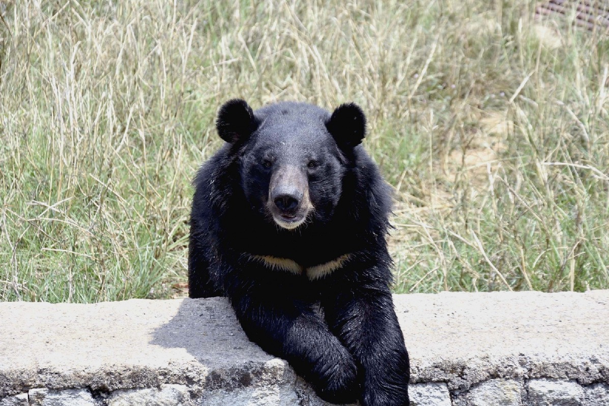 Eight injured in bear attack in Andhra