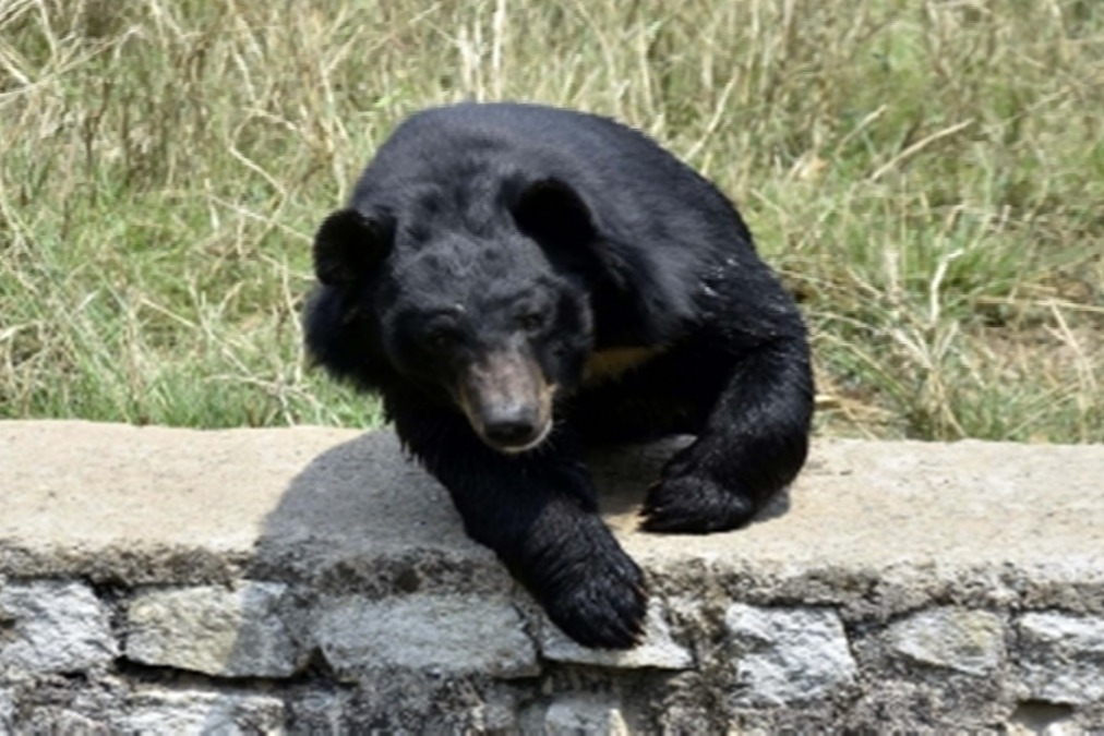 Bear which killed man in Andhra finally caught