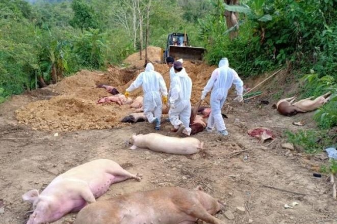 African swine flu: 190 pigs culled so far in Kerala's Wayanad