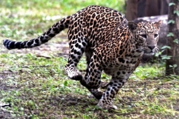 Leopard sightings create panic in 3 villagers in Andhra, Telangana