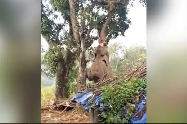 Watch: Elephant struggling to pluck a jackfruit from a tree, video goes viral