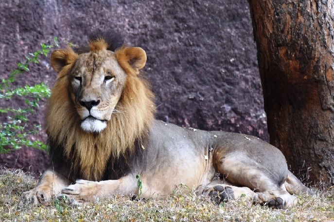 Pharma company adopts African lion at Hyderabad Zoo