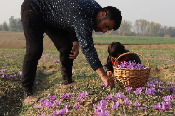 Valley's saffron is the Kashmiri gold