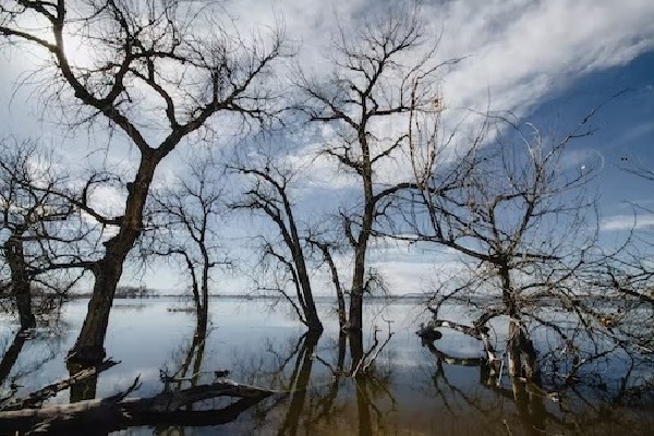 Scientists predict India's southern states to lose half of their mangroves by 2070