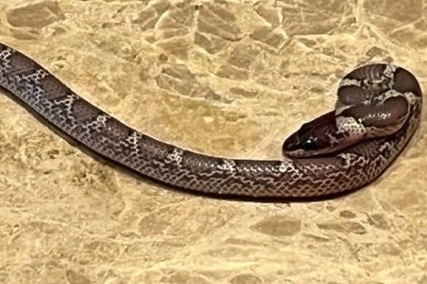 Selfie with snake claims Andhra youth's life