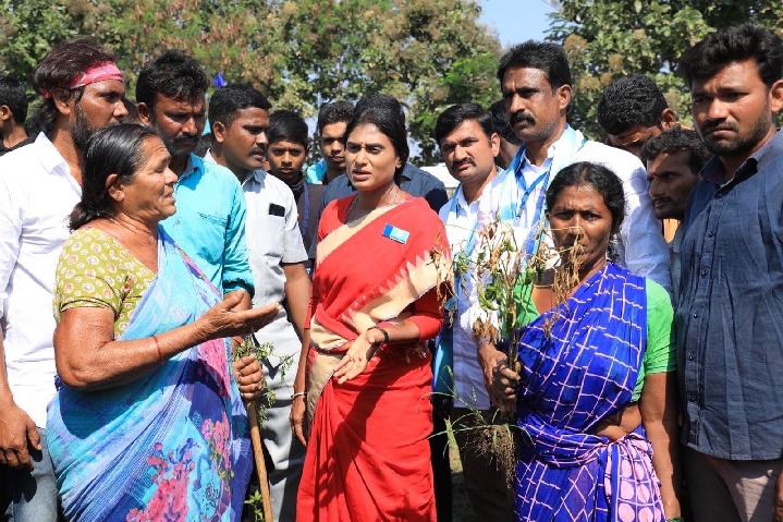 As Sharmila prepares to resume walkathon, she emerges as a challenger