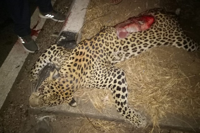 Another leopard run over by speeding vehicle in Telangana