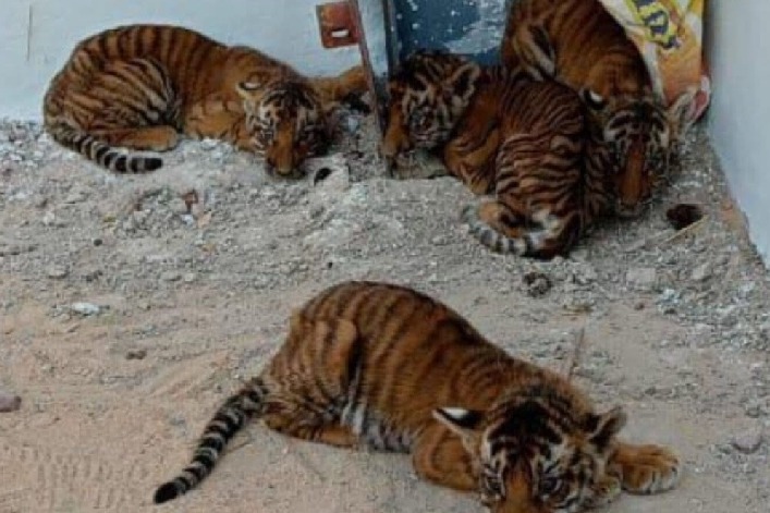 Four tiger cubs found near Andhra village