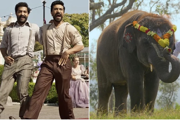 What are LA punters betting on? 'Naatu Naatu' and 'The Elephant Whisperers'