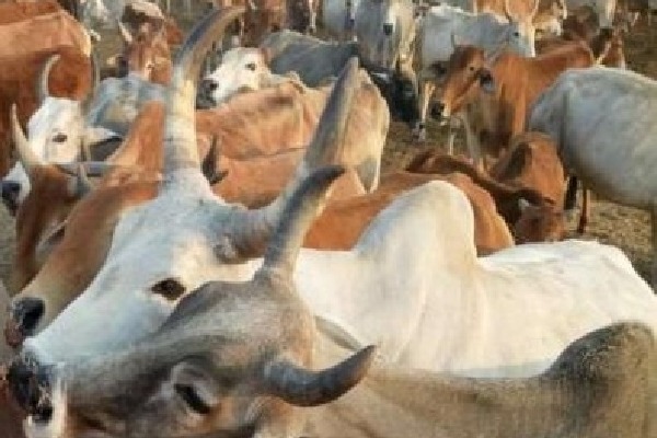 14 cows killed in Telangana road accident