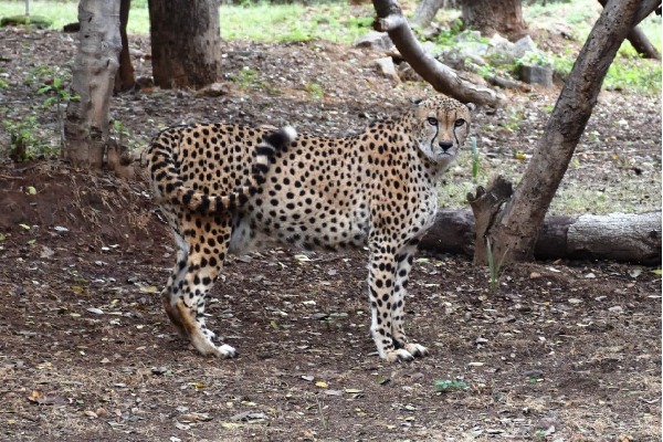 Cheetah gifted by Saudi Prince dies of heart attack at Hyderabad Zoo