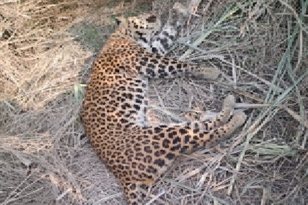 Leopard found dead in dumping yard in Telangana