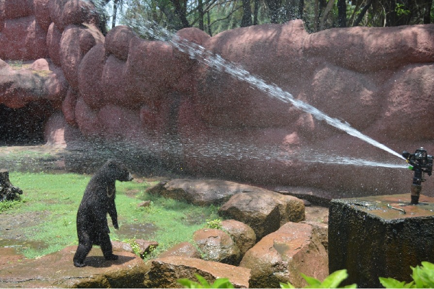 Hyderabad zoo installs coolers, sprinklers to protect animals from heat