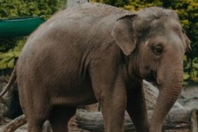 TN forest dept captures rogue elephant 'Arikomban'