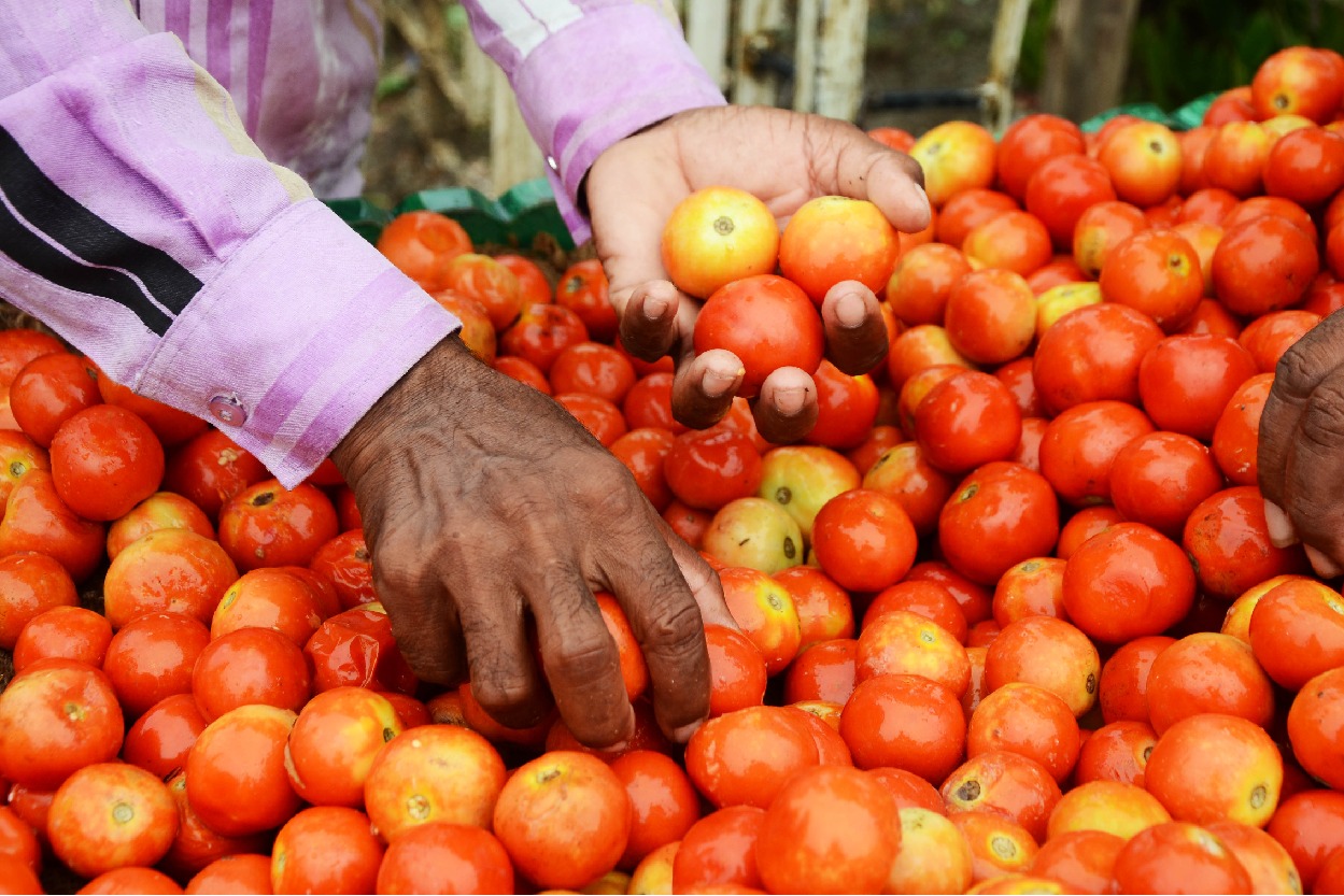 Vehicle transporting tomatoes to market robbed in Bengaluru