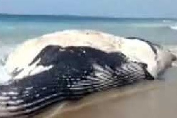 Blue Whale washes ashore in Andhra Pradesh