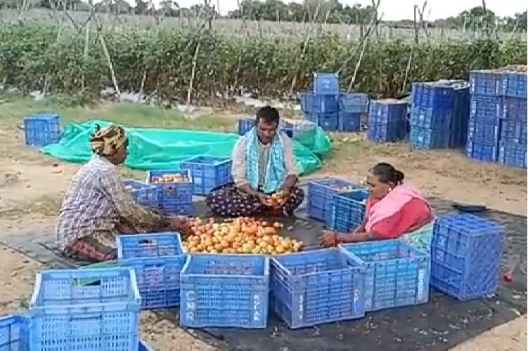 Andhra's tomato farmer earns Rs 4 cr in 45 days