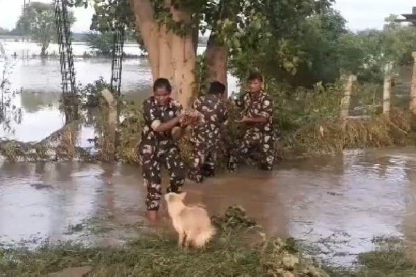 Andhra Police rescue puppies after dog seeks help